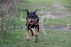 Doberman Pinscher