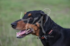 Doberman Pinscher