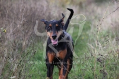 Doberman Pinscher