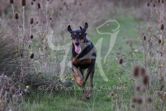 Doberman Pinscher