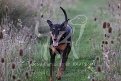 Doberman Pinscher