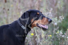 Doberman Pinscher