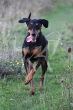 Doberman Pinscher