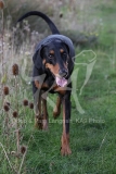 Doberman Pinscher