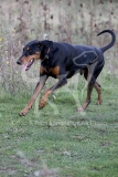 Doberman Pinscher