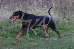 Doberman Pinscher