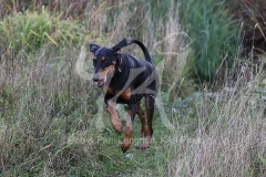 Doberman Pinscher