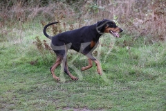 Doberman Pinscher