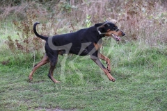 Doberman Pinscher