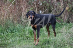 Doberman Pinscher