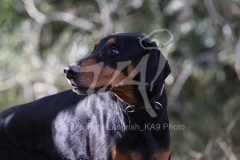 Doberman Pinscher