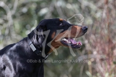 Doberman Pinscher