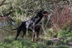 Doberman Pinscher