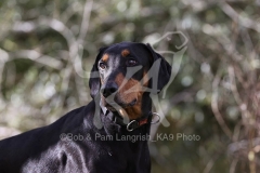 Doberman Pinscher