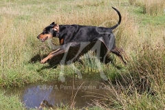 Doberman Pinscher