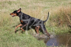 Doberman Pinscher