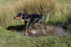 Doberman Pinscher