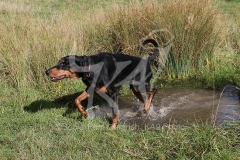 Doberman Pinscher