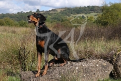 Doberman Pinscher