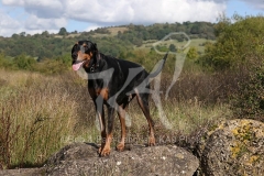 Doberman Pinscher