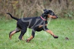 Doberman Pinscher