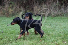 Doberman Pinscher