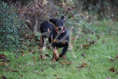 Doberman Pinscher