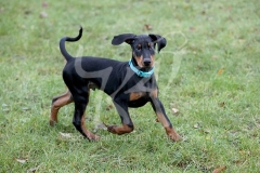 Doberman Pinscher