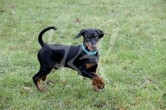 Doberman Pinscher