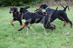 Doberman Pinscher