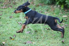 Doberman Pinscher