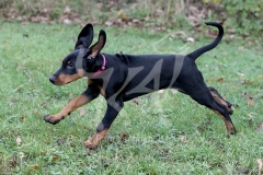 Doberman Pinscher