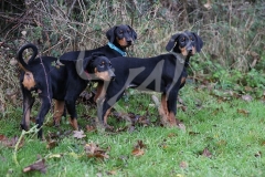 Doberman Pinscher