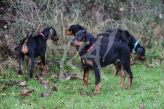 Doberman Pinscher