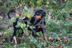 Doberman Pinscher