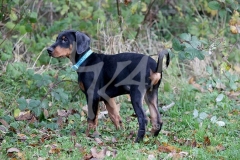 Doberman Pinscher