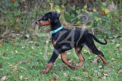 Doberman Pinscher