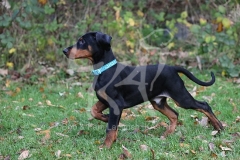 Doberman Pinscher