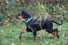 Doberman Pinscher