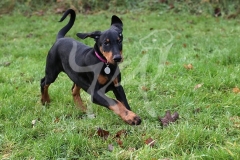 Doberman Pinscher