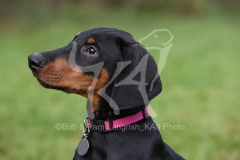 Doberman Pinscher