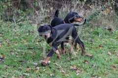 Doberman Pinscher