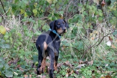 Doberman Pinscher