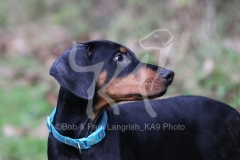 Doberman Pinscher