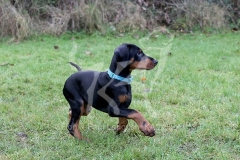 Doberman Pinscher