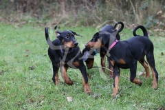 Doberman Pinscher