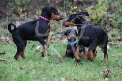 Doberman Pinscher