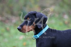 Doberman Pinscher