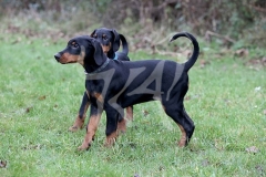 Doberman Pinscher