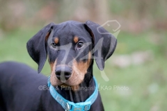 Doberman Pinscher